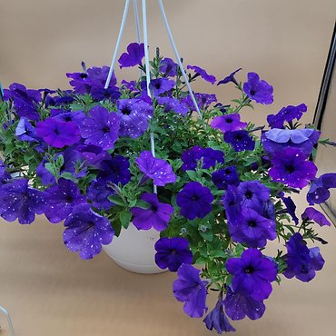 12\" Hanging Basket