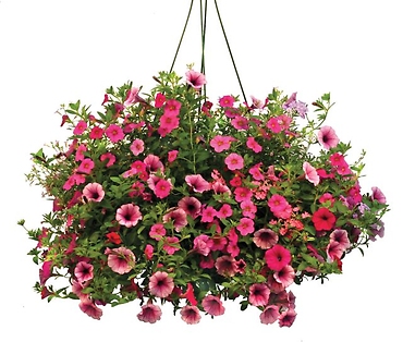 12\" Hanging Basket