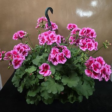 12\" Geranium Basket