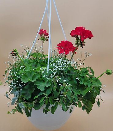 12\" Geranium Basket
