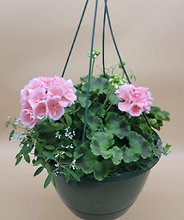 12\" Geranium Basket