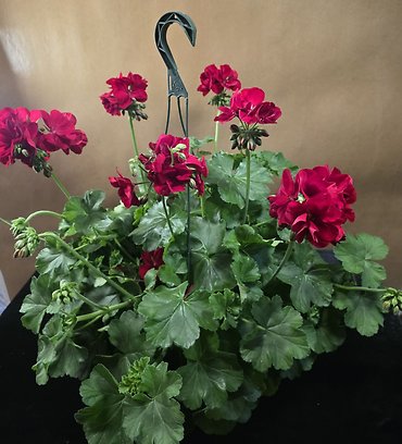 12\" Geranium Basket