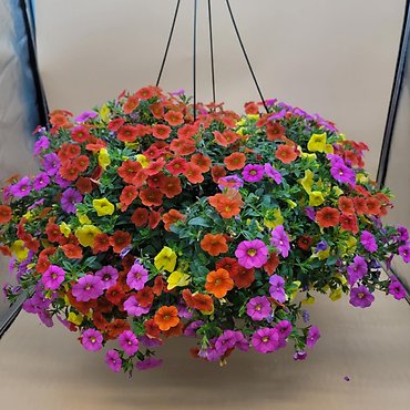 12\" Hanging Basket